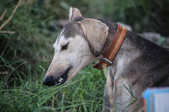EN IMAGES : À la découverte des salukis, des chiens syriens « fidèles, affectueux et très intelligents »